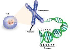 Telomere